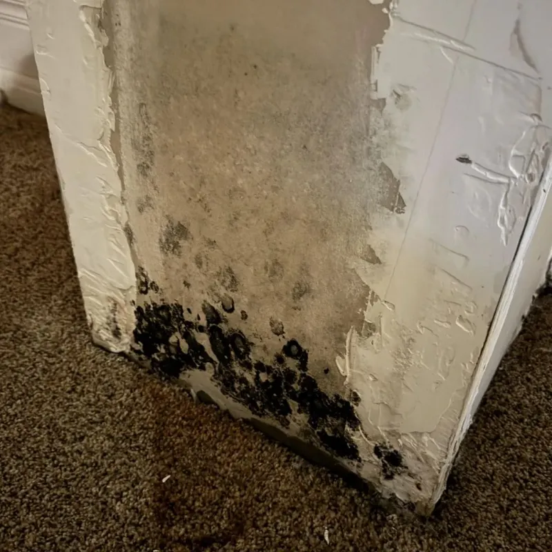 Professional Mold Removal in Anthony, KS